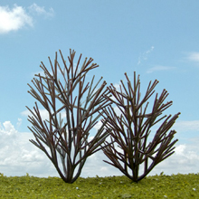 model trees